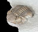 Long, Folded Eldredgeops Trilobite - Ohio #50898-3